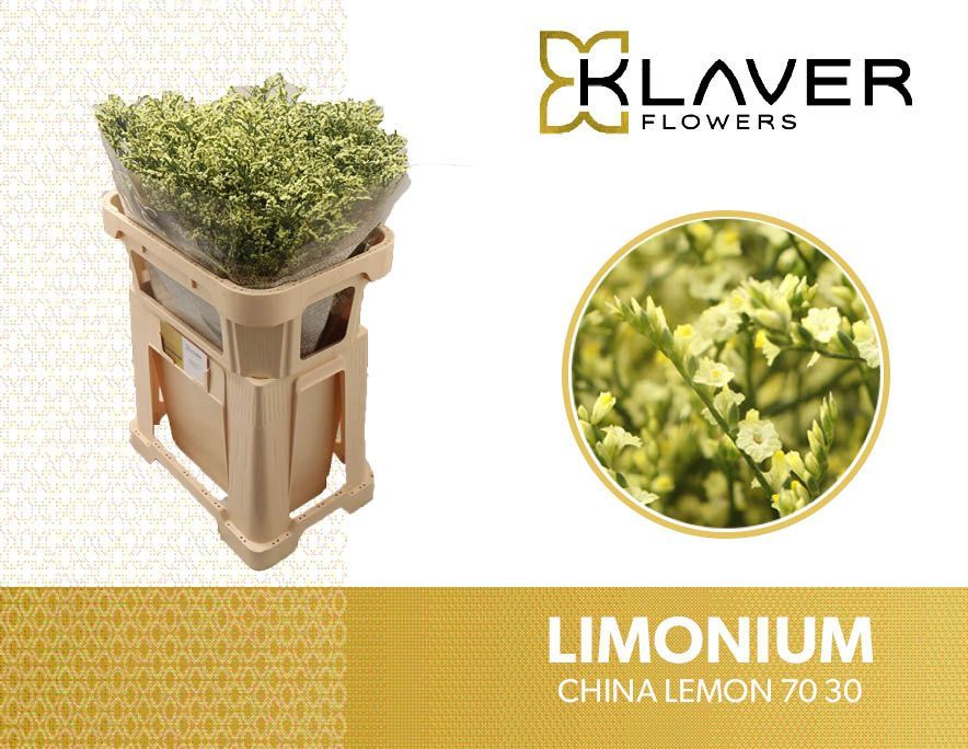 Срезанные цветы оптом Limonium china lemon от 50шт из Голландии с доставкой по России