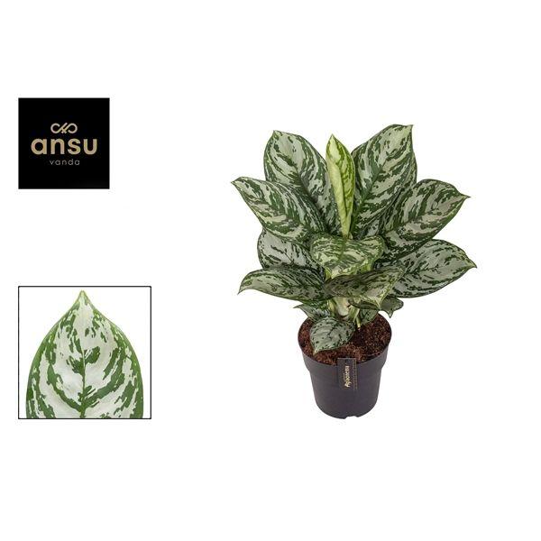 Горшечные цветы и растения оптом Aglaonema Jungle Silver от 3шт из Голландии с доставкой по России