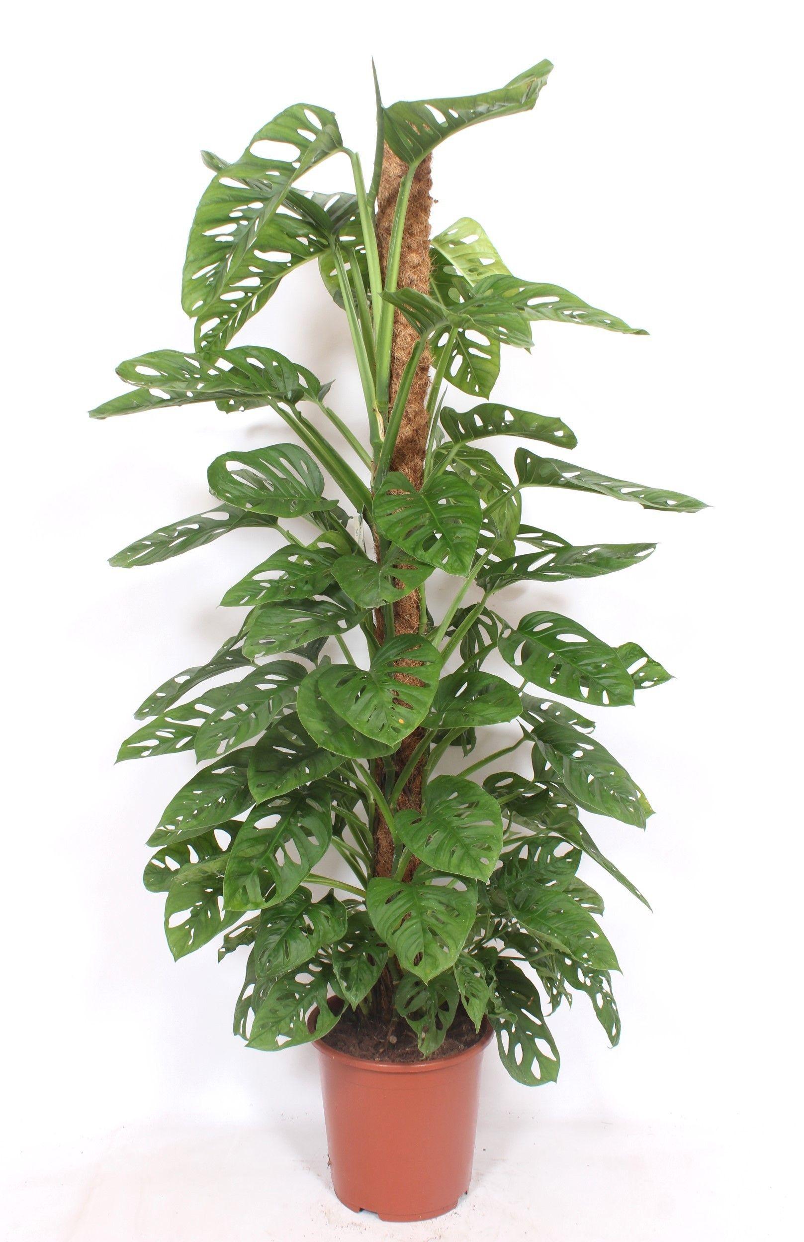 Горшечные цветы и растения оптом Monstera Monkey Leaf Mosspole от 1шт из Голландии с доставкой по России