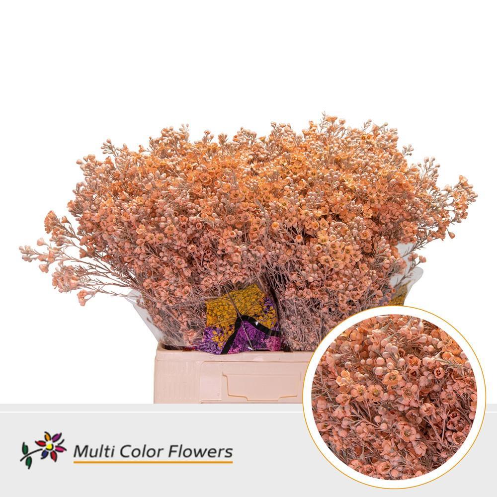 Срезанные цветы оптом Chamelaucium paint apricot от 100шт из Голландии с доставкой по России