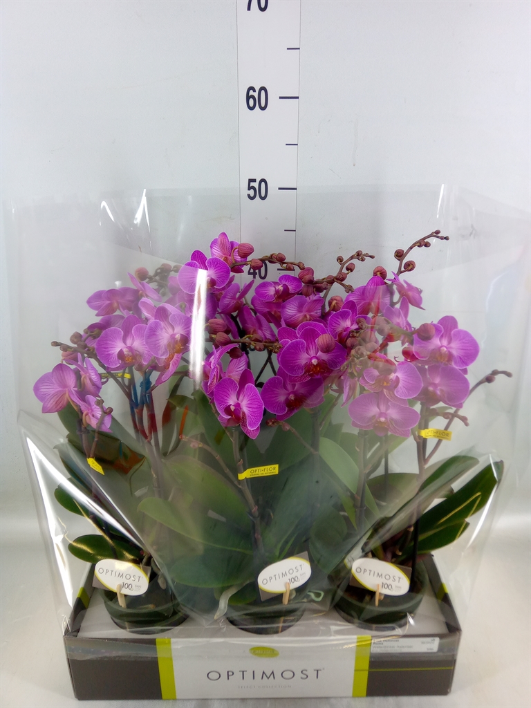 Горшечные цветы и растения оптом Phalaenopsis Multi.   ...lilac от 6шт из Голландии с доставкой по России