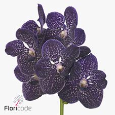 Срезанные цветы оптом Vanda sunanda violetta dark per stem от 8шт. из Голландии с доставкой по России