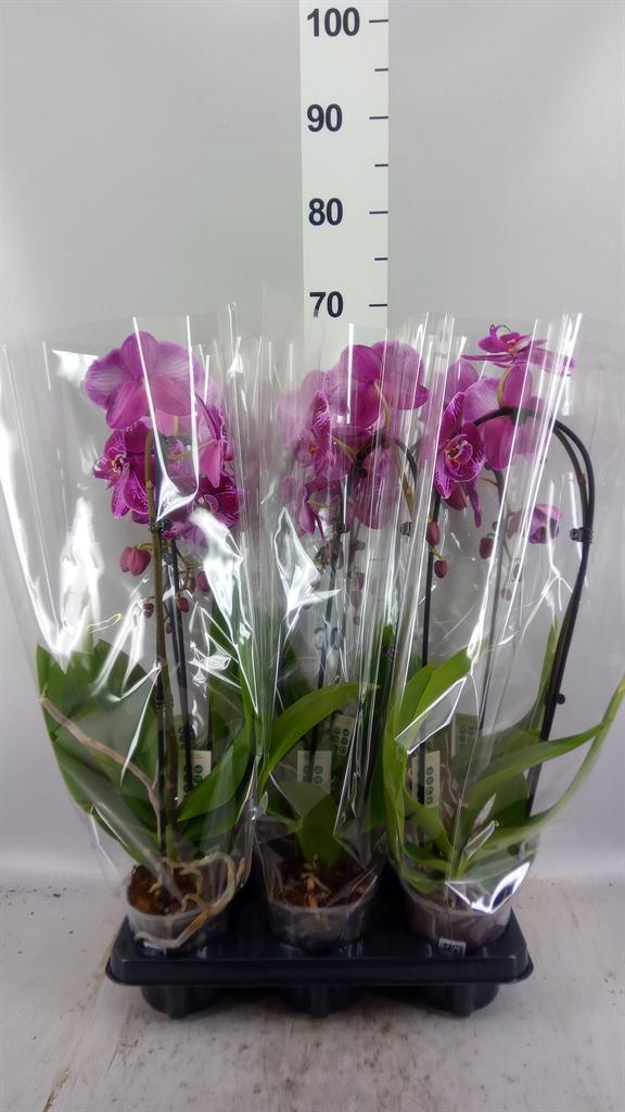 Горшечные цветы и растения оптом Phalaenopsis elegant Cascade от 6шт из Голландии с доставкой по России