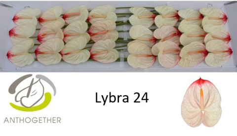 Срезанные цветы оптом Anthurium lybra от 24шт из Голландии с доставкой по России