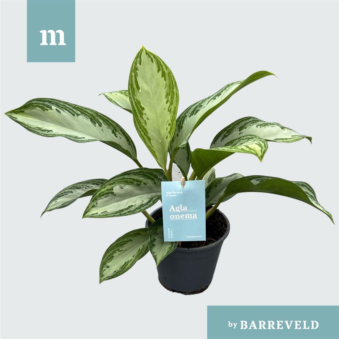 Горшечные цветы и растения оптом Aglaonema Silver Bay от 8шт из Голландии с доставкой по России