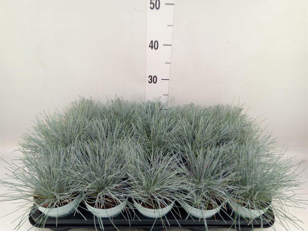 Горшечные цветы и растения оптом Festuca Glauca Compacta Blue от 15шт из Голландии с доставкой по России
