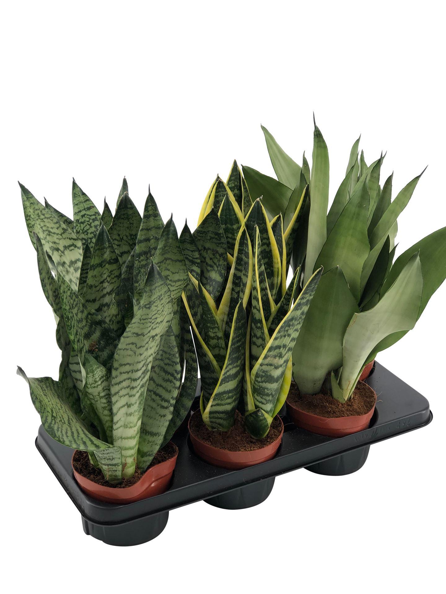 Горшечные цветы и растения оптом Sansevieria Trifa.   ... от 6шт из Голландии с доставкой по России