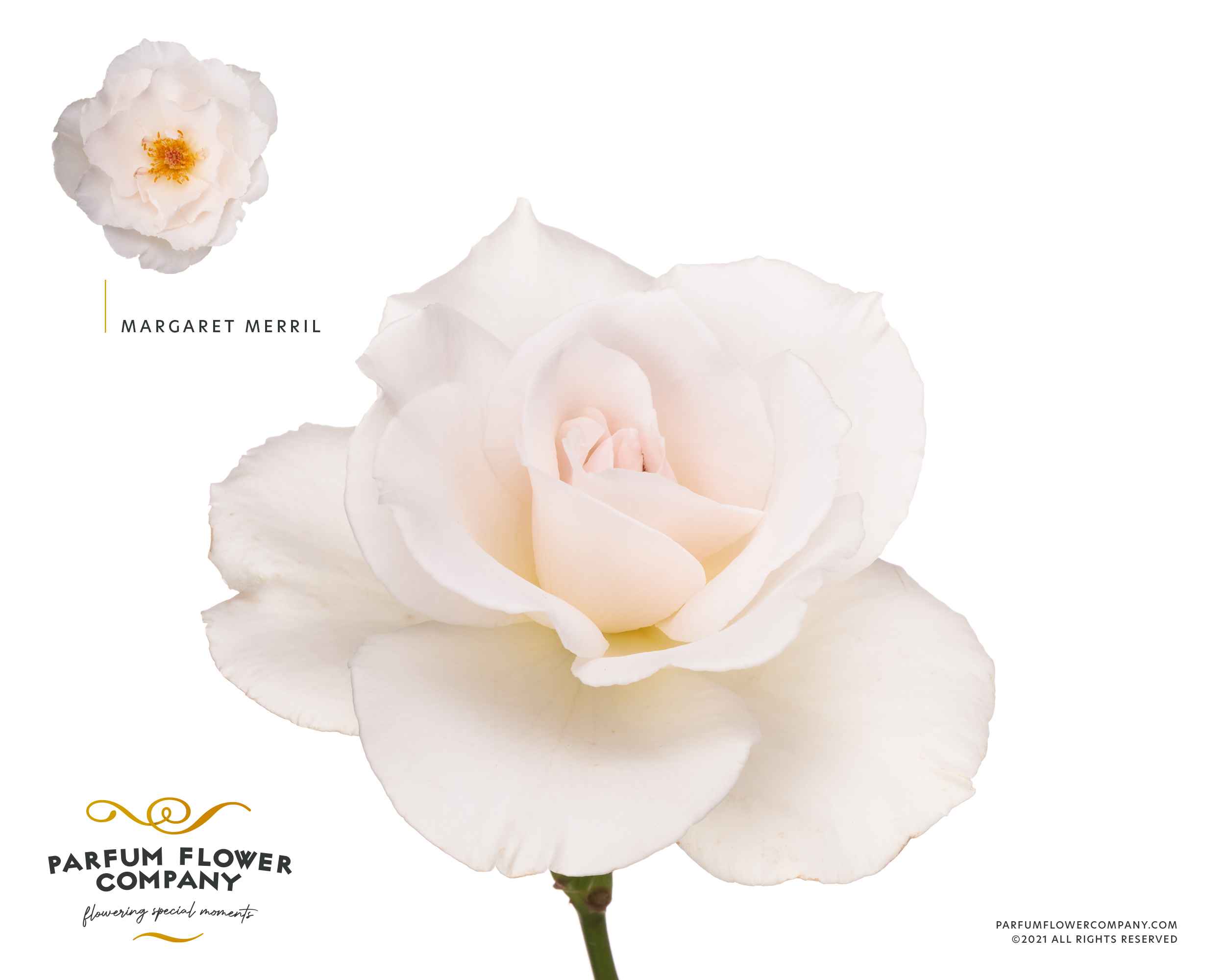Срезанные цветы оптом Rosa la garden margaret merril (scented) от 24шт из Голландии с доставкой по России