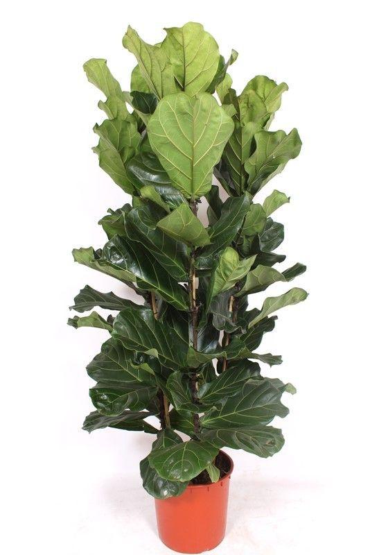 Горшечные цветы и растения оптом Ficus Lyrata 3pp от 1шт из Голландии с доставкой по России