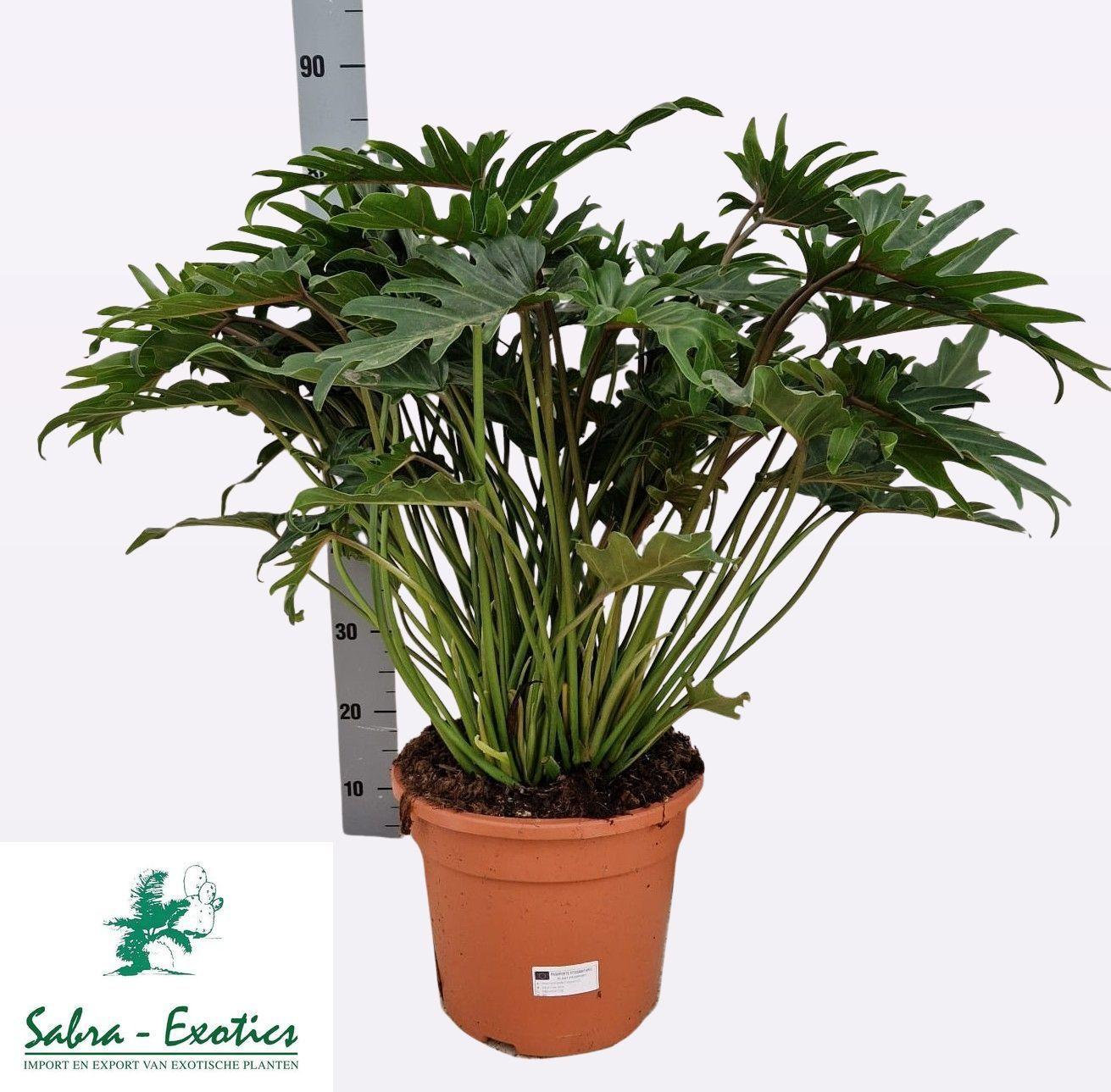 Горшечные цветы и растения оптом Phil Xanadu от 1шт из Голландии с доставкой по России