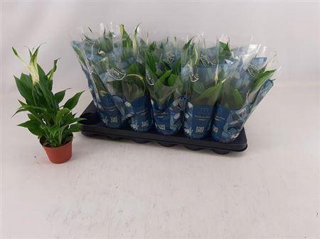 Горшечные цветы и растения оптом Spath Chopin 4+ от 18шт (для телеги) из Голландии с доставкой по России