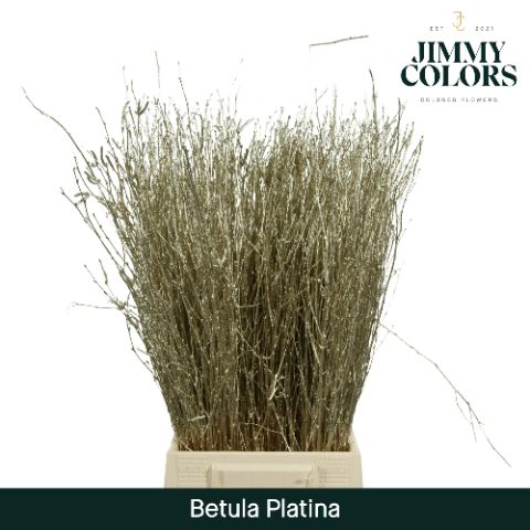 Срезанные цветы оптом Betula paint platinum от 20шт из Голландии с доставкой по России