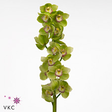 Срезанные цветы оптом Cymbidium green waylands majestic от 4шт из Голландии с доставкой по России