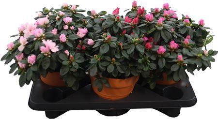 Горшечные цветы и растения оптом Rhodo Si V Gem 5 Srt Terra Keramiek от 3шт из Голландии с доставкой по России