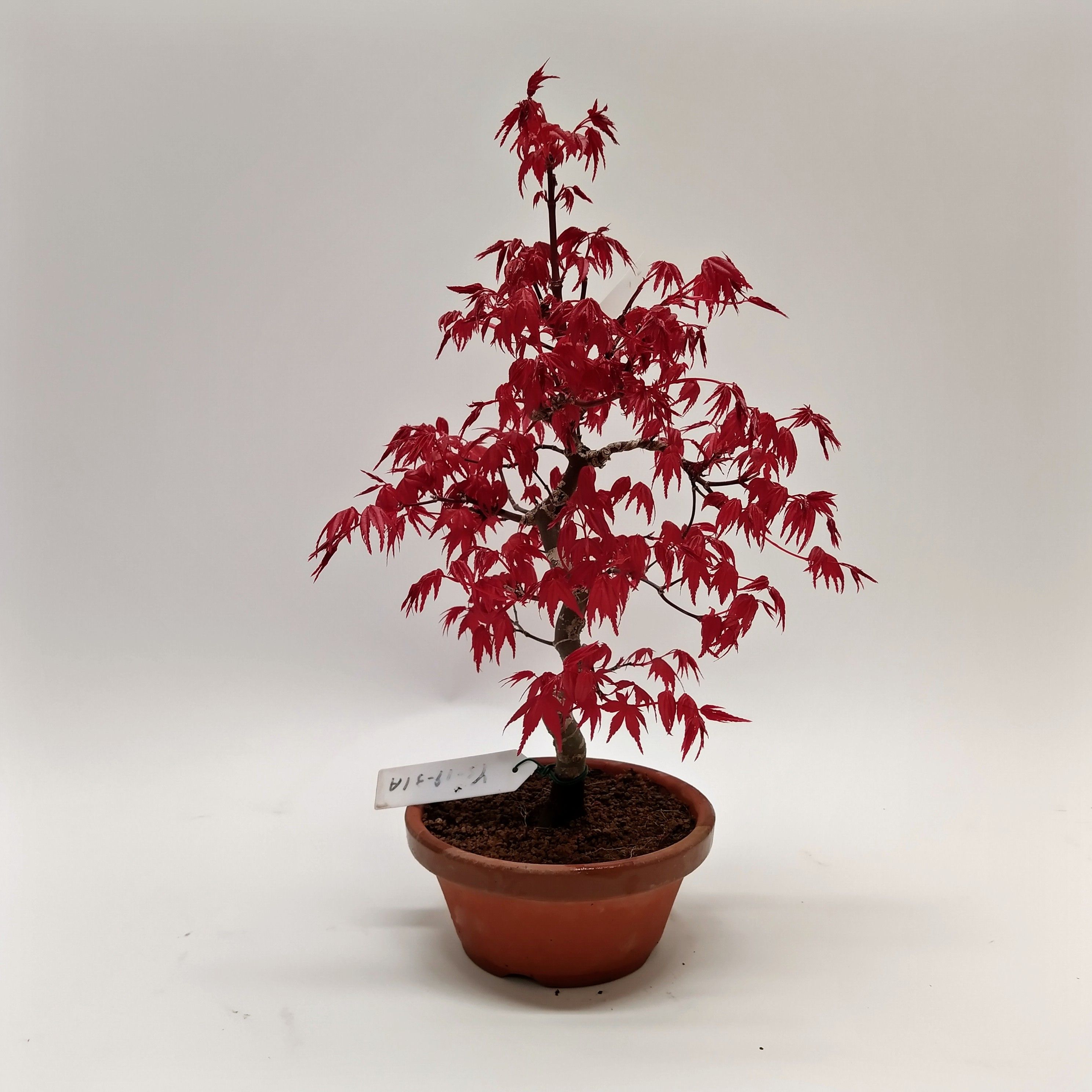 Горшечные цветы и растения оптом Bonsai Pinus от 1шт из Голландии с доставкой по России