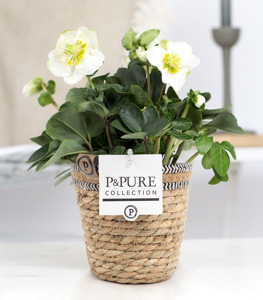 Горшечные цветы и растения оптом Helleborus N. Christmas Carol In Pure Basket V от 6шт из Голландии с доставкой по России
