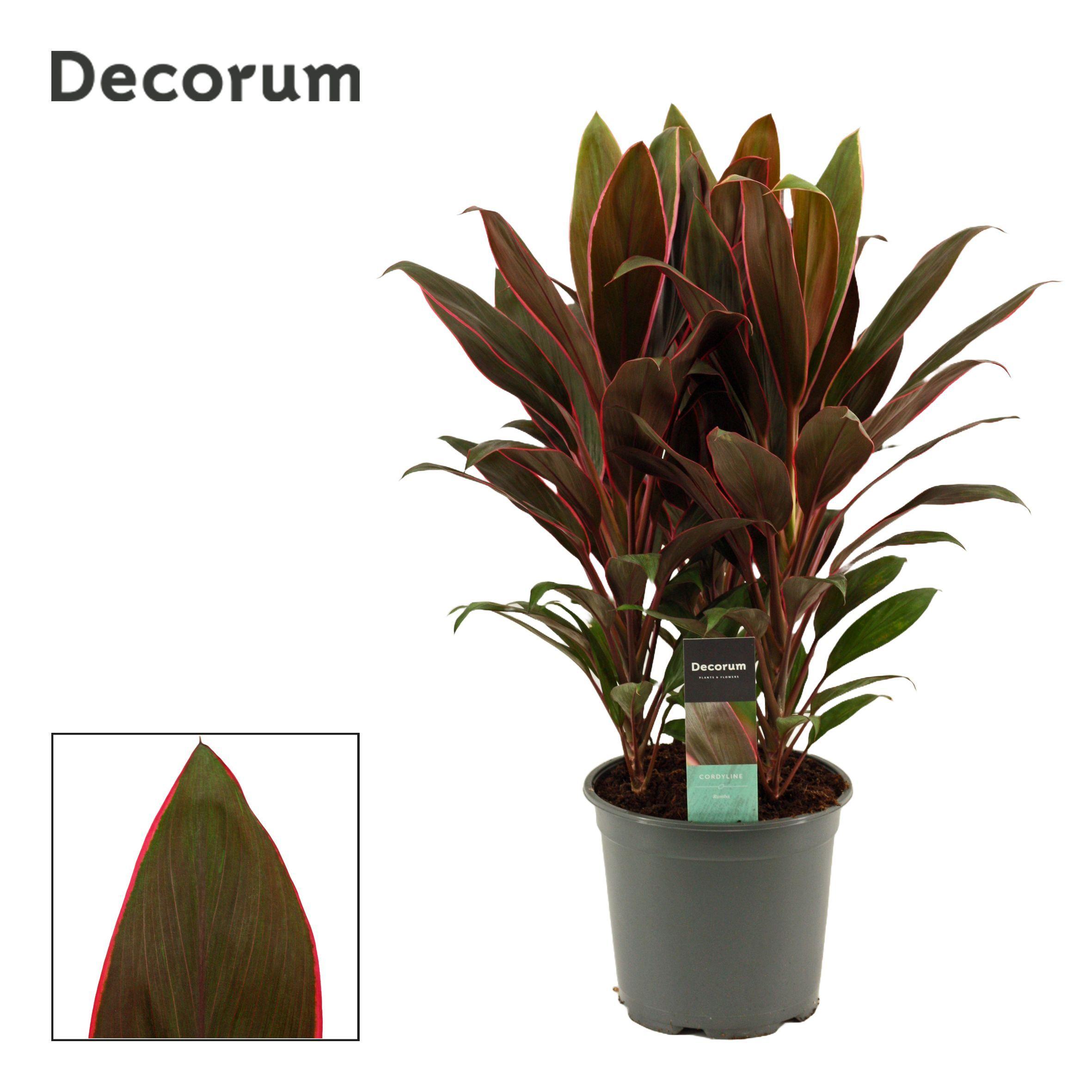 Горшечные цветы и растения оптом Cordyline Rumba 3pp (decorum) от 5шт из Голландии с доставкой по России