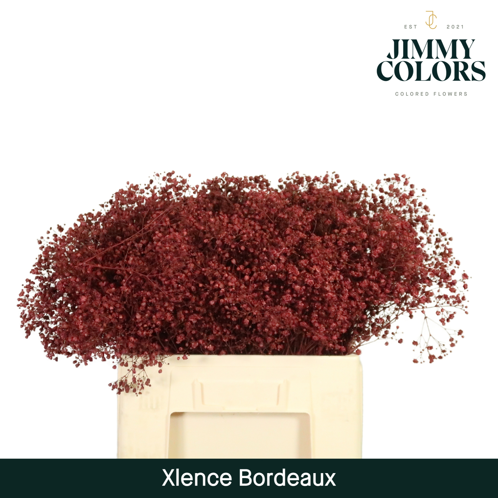 Срезанные цветы оптом Gyps large paint bordeaux от 100шт из Голландии с доставкой по России