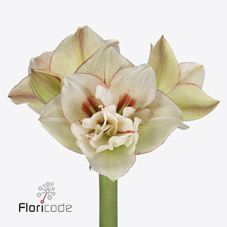 Срезанные цветы оптом Hippeastrum irinia от 12шт из Голландии с доставкой по России