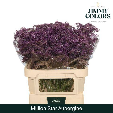 Срезанные цветы оптом Gyps fine paint aubergine от 50шт из Голландии с доставкой по России