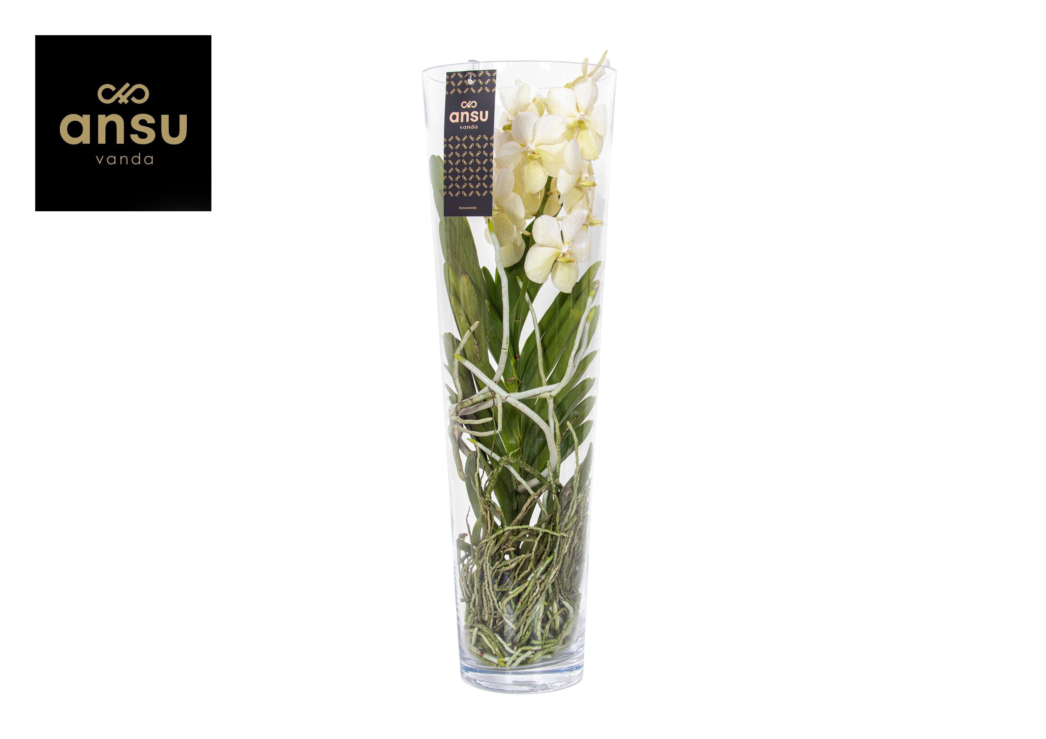 Горшечные цветы и растения оптом Vanda Lisanne 70 White от 1шт из Голландии с доставкой по России