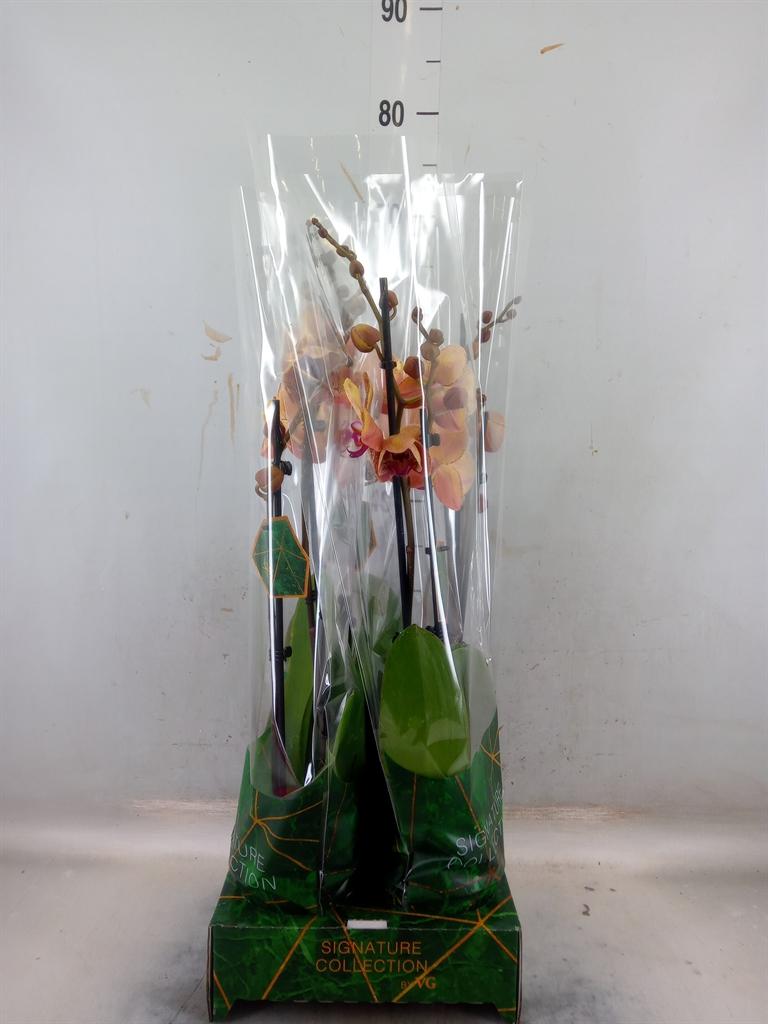Горшечные цветы и растения оптом Phalaenopsis   ...orange от 4шт из Голландии с доставкой по России
