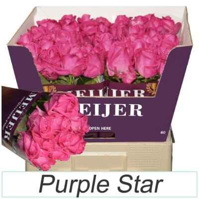 Срезанные цветы оптом Rosa la purple star от 40шт из Голландии с доставкой по России