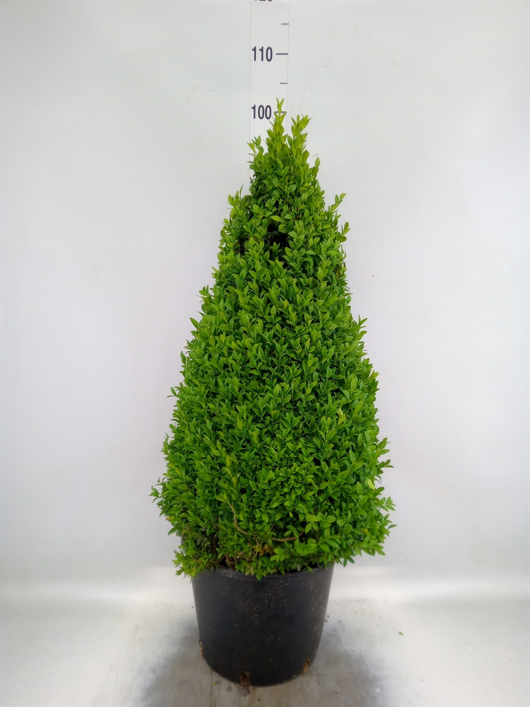 Горшечные цветы и растения оптом Buxus Semp.   ... от 1шт из Голландии с доставкой по России