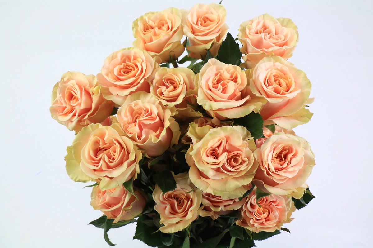 Срезанные цветы оптом Rosa garden phoenix от 40шт из Голландии с доставкой по России