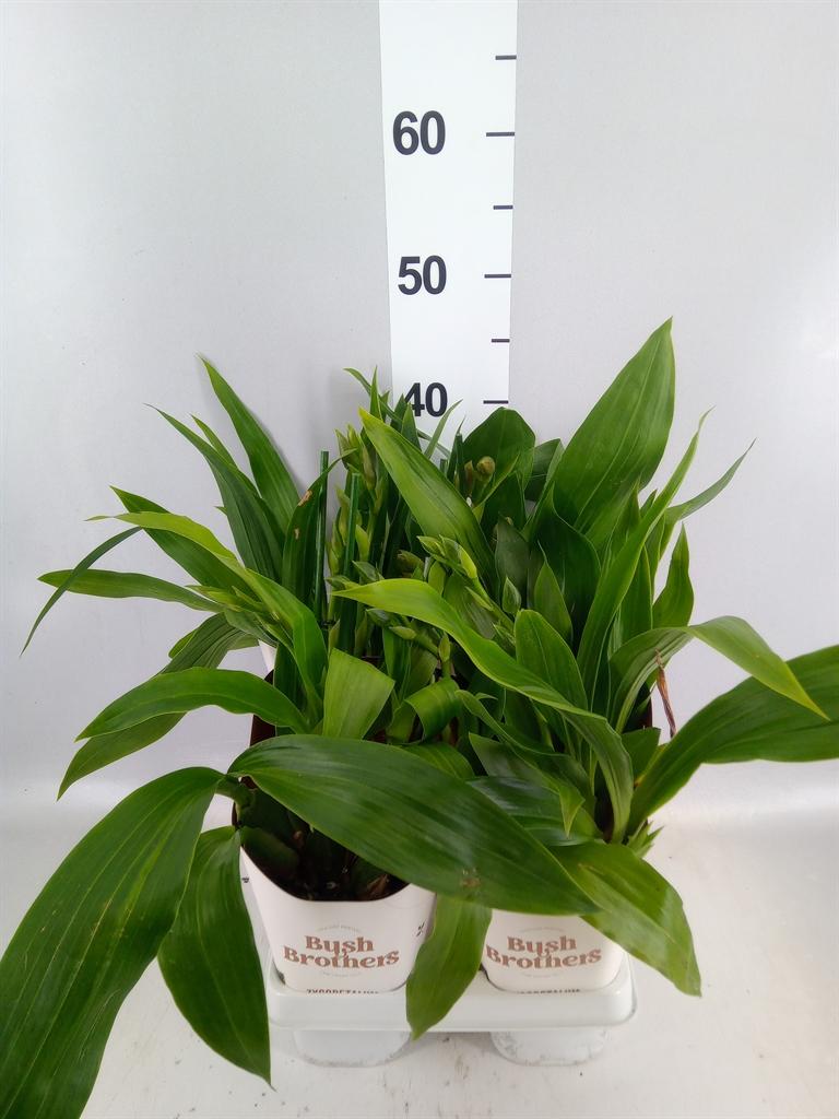 Горшечные цветы и растения оптом Zygopetalum louisendorf от 4шт из Голландии с доставкой по России