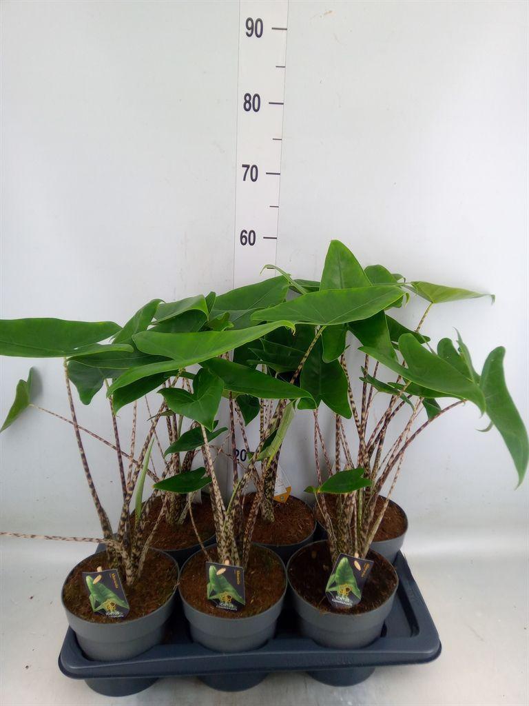 Горшечные цветы и растения оптом Alocasia Zebrina от 6шт (для телеги) из Голландии с доставкой по России