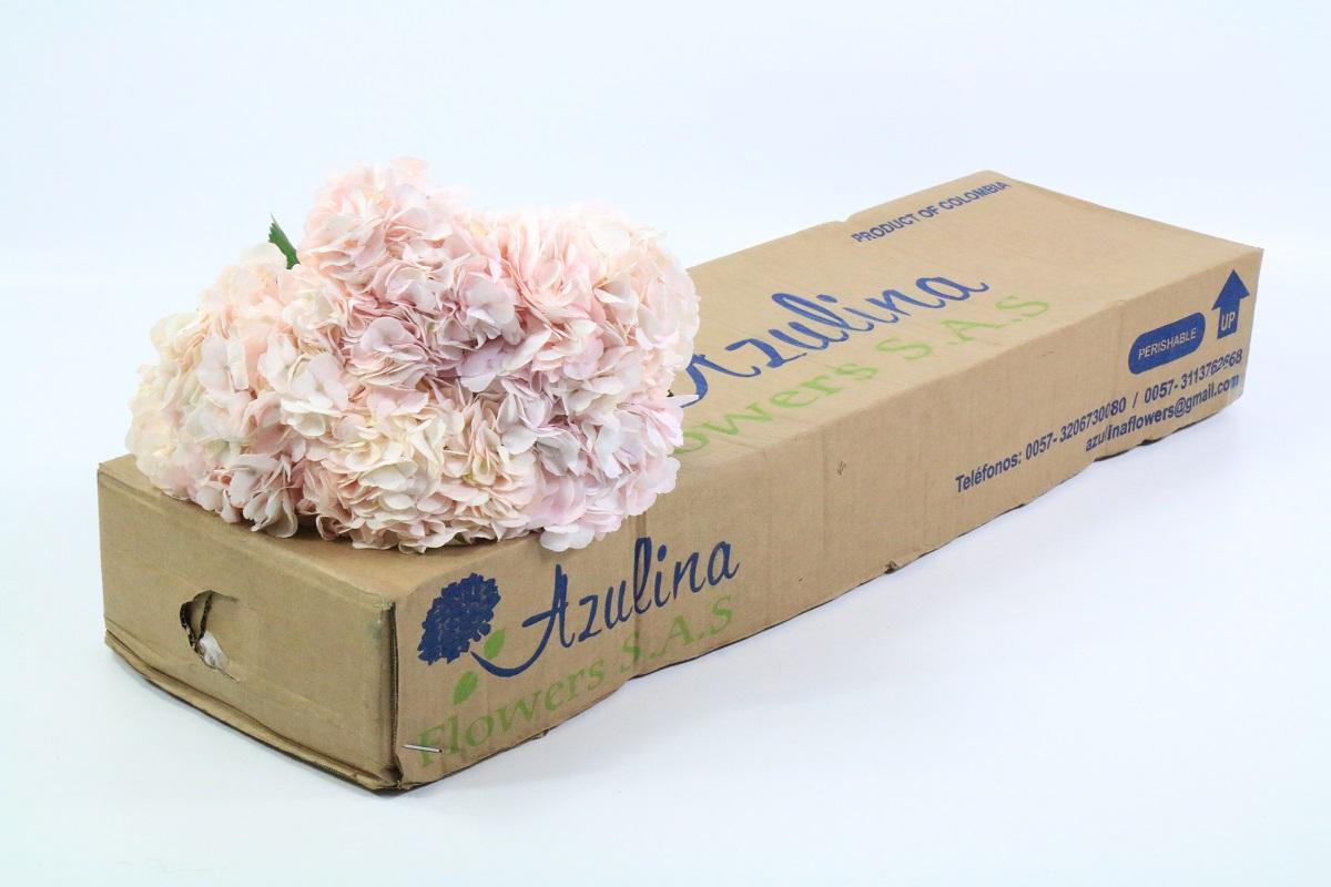 Срезанные цветы оптом Hydrangea pink light от 30шт из Голландии с доставкой по России Срезанные цветы оптом Hydrangea pink light от 30шт из Голландии с доставкой по России