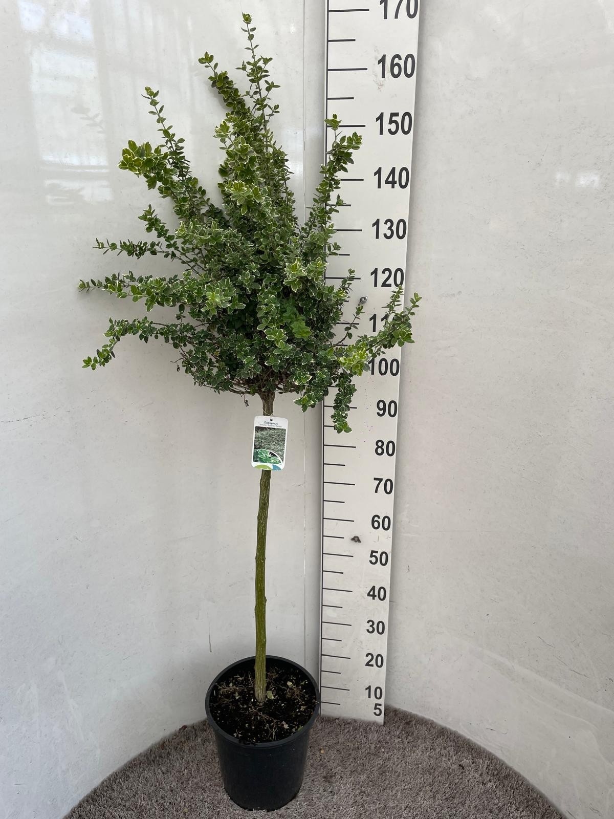 Горшечные цветы и растения оптом Euonymus Fortunei от 1шт из Голландии с доставкой по России