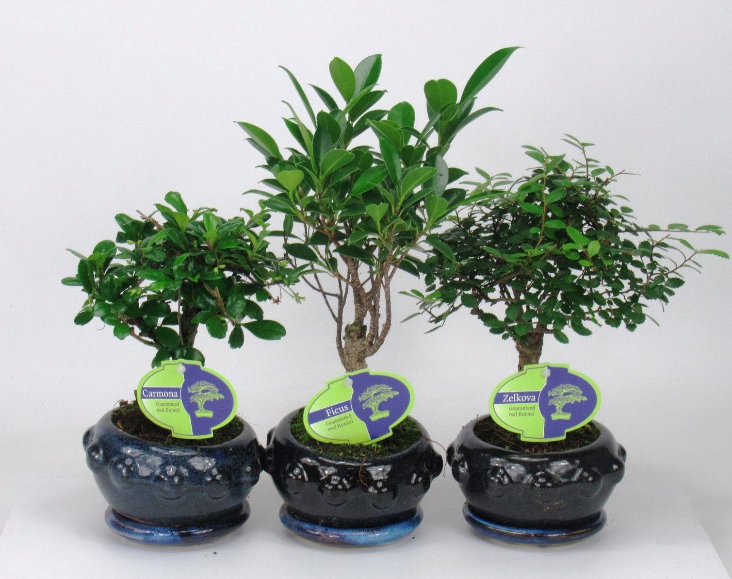Горшечные цветы и растения оптом Bonsai Mix Indoor Broom With Drip Tray от 10шт из Голландии с доставкой по России