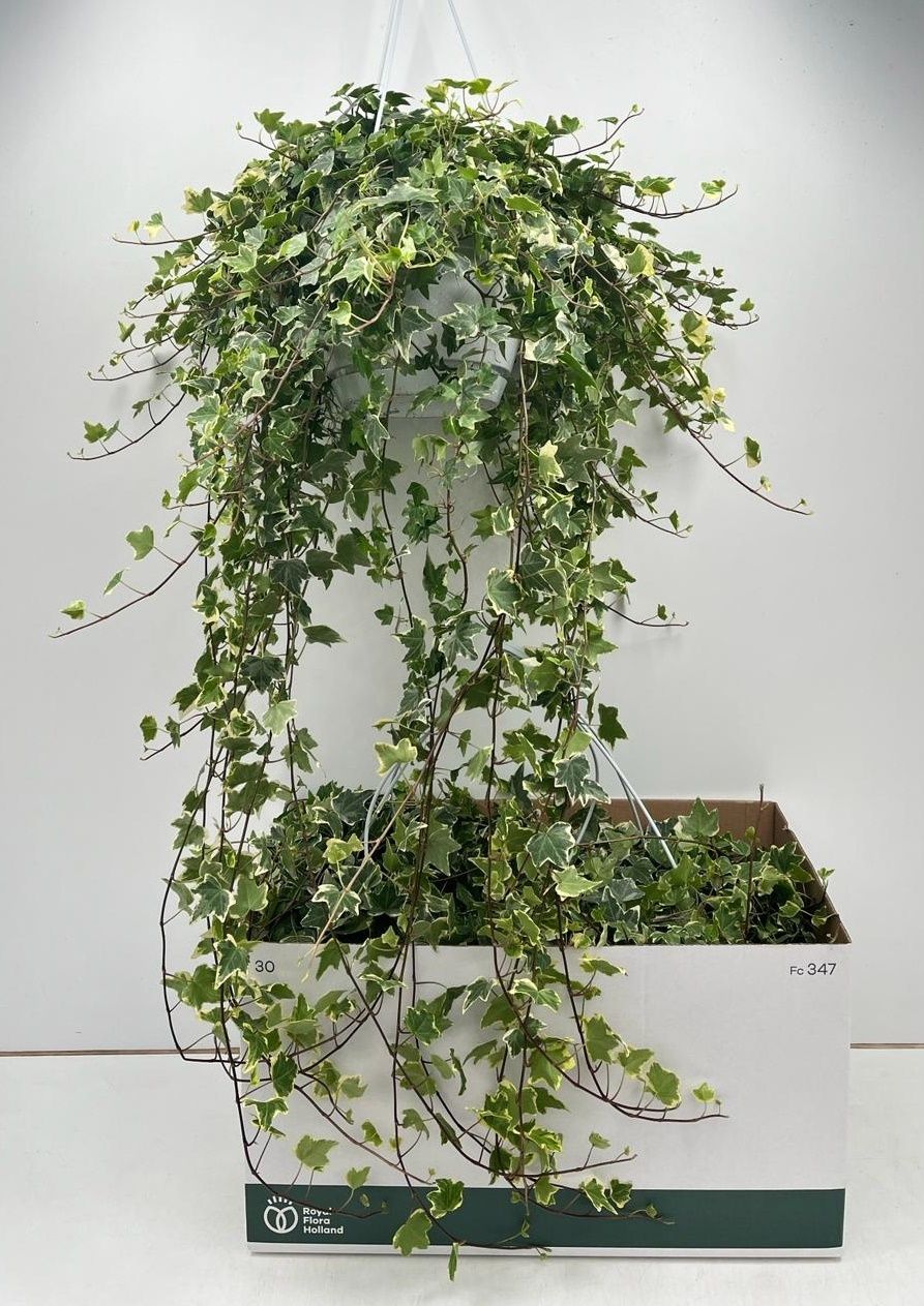 Горшечные цветы и растения оптом Hed He Eva от 2шт из Голландии с доставкой по России