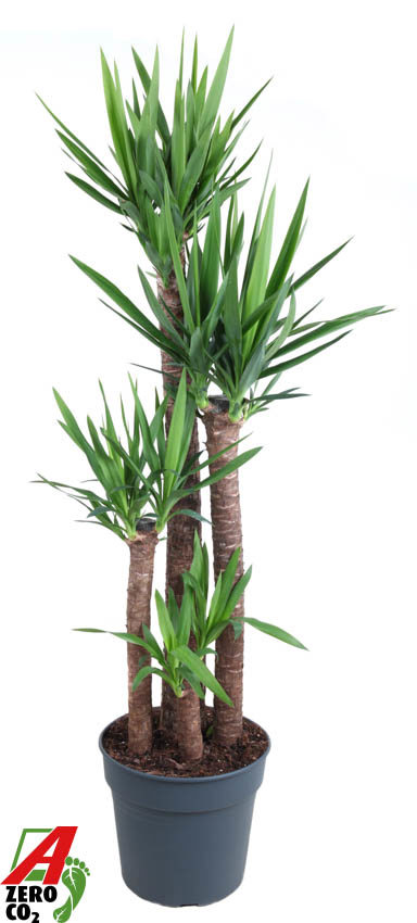 Горшечные цветы и растения оптом Yucca 120-90-60-30 3+ от 1шт из Голландии с доставкой по России