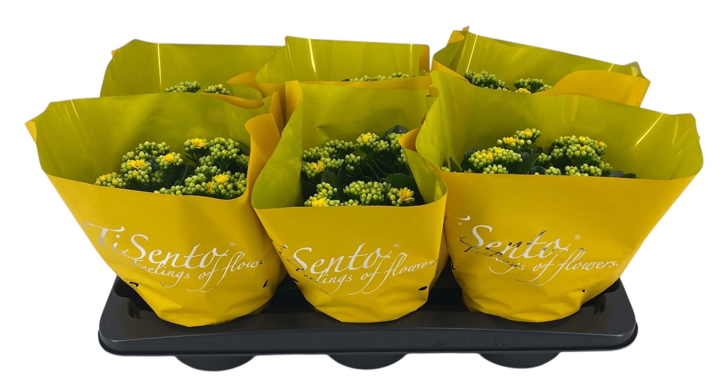 Горшечные цветы и растения оптом Kal Ge Perfecta Yell от 6шт из Голландии с доставкой по России