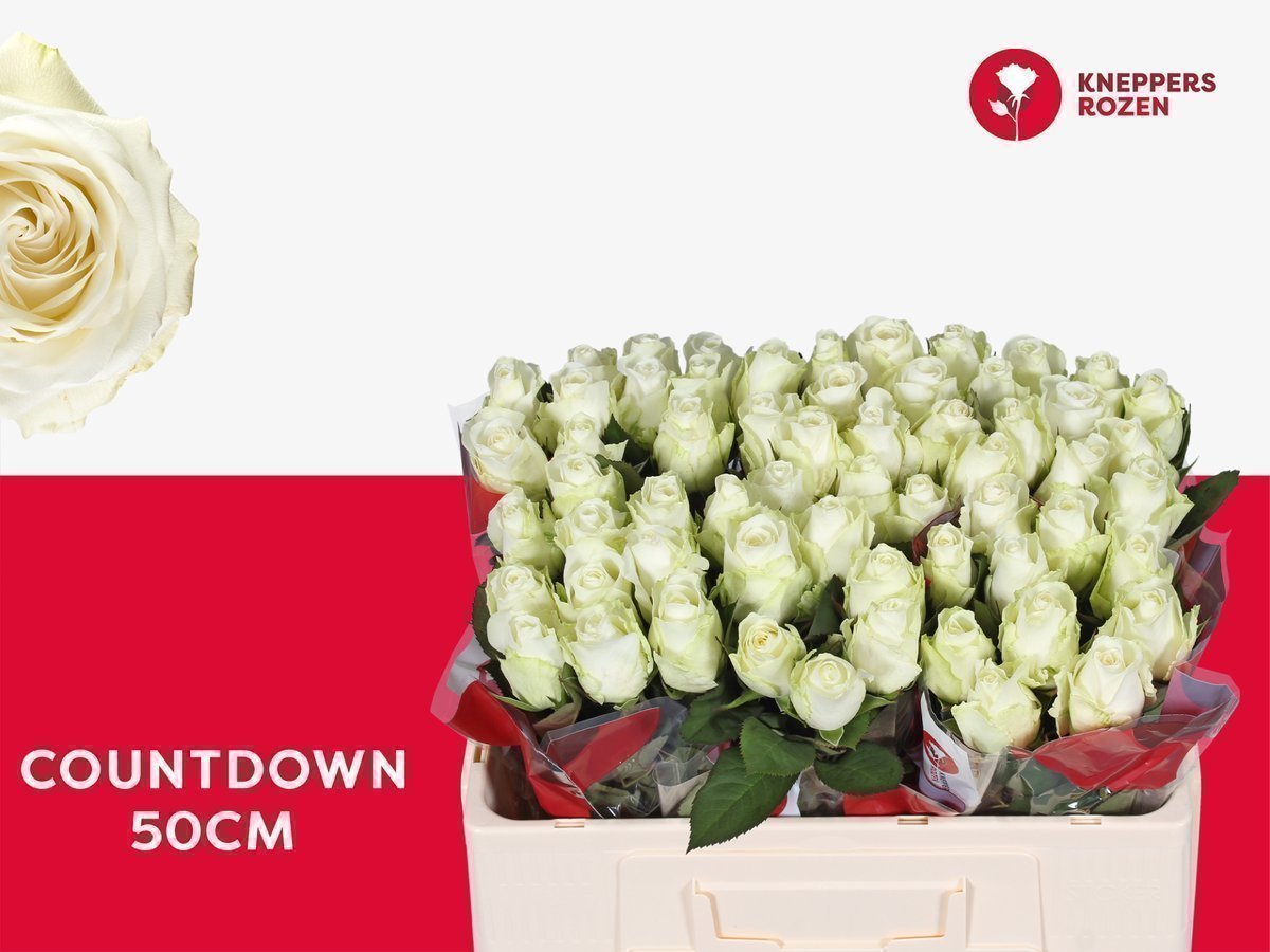 Срезанные цветы оптом Rosa large countdown от 60шт. из Голландии с доставкой по России