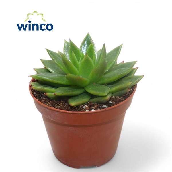 Горшечные цветы и растения оптом Echeveria Agavoides от 18шт (для телеги) из Голландии с доставкой по России