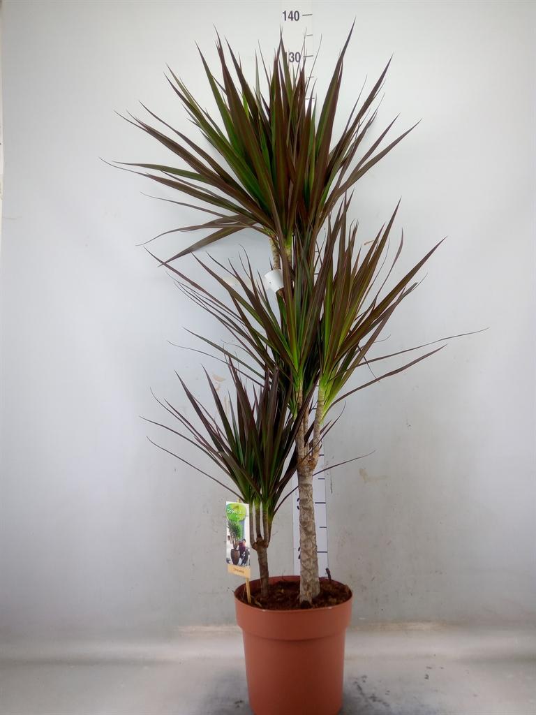 Горшечные цветы и растения оптом Dracaena Marg.   ..mix 3 от 1шт из Голландии с доставкой по России