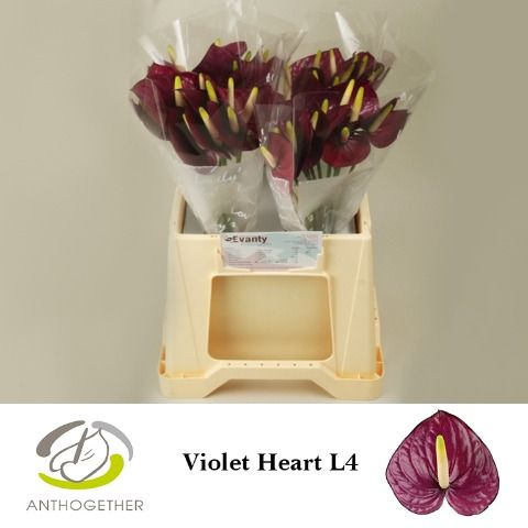 Срезанные цветы оптом Anthurium violet heart от 40шт из Голландии с доставкой по России