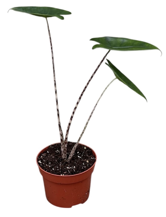 Горшечные цветы и растения оптом Alocasia Zebrina от 1шт (для телеги) из Голландии с доставкой по России