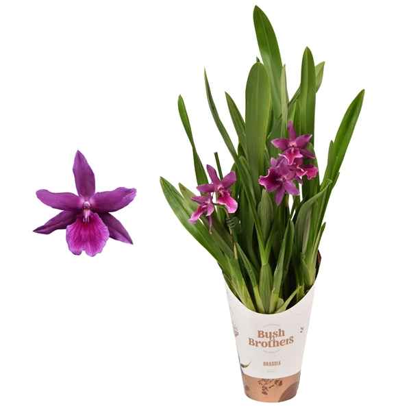 Горшечные цветы и растения оптом Miltassia 2st Short от 6шт из Голландии с доставкой по России