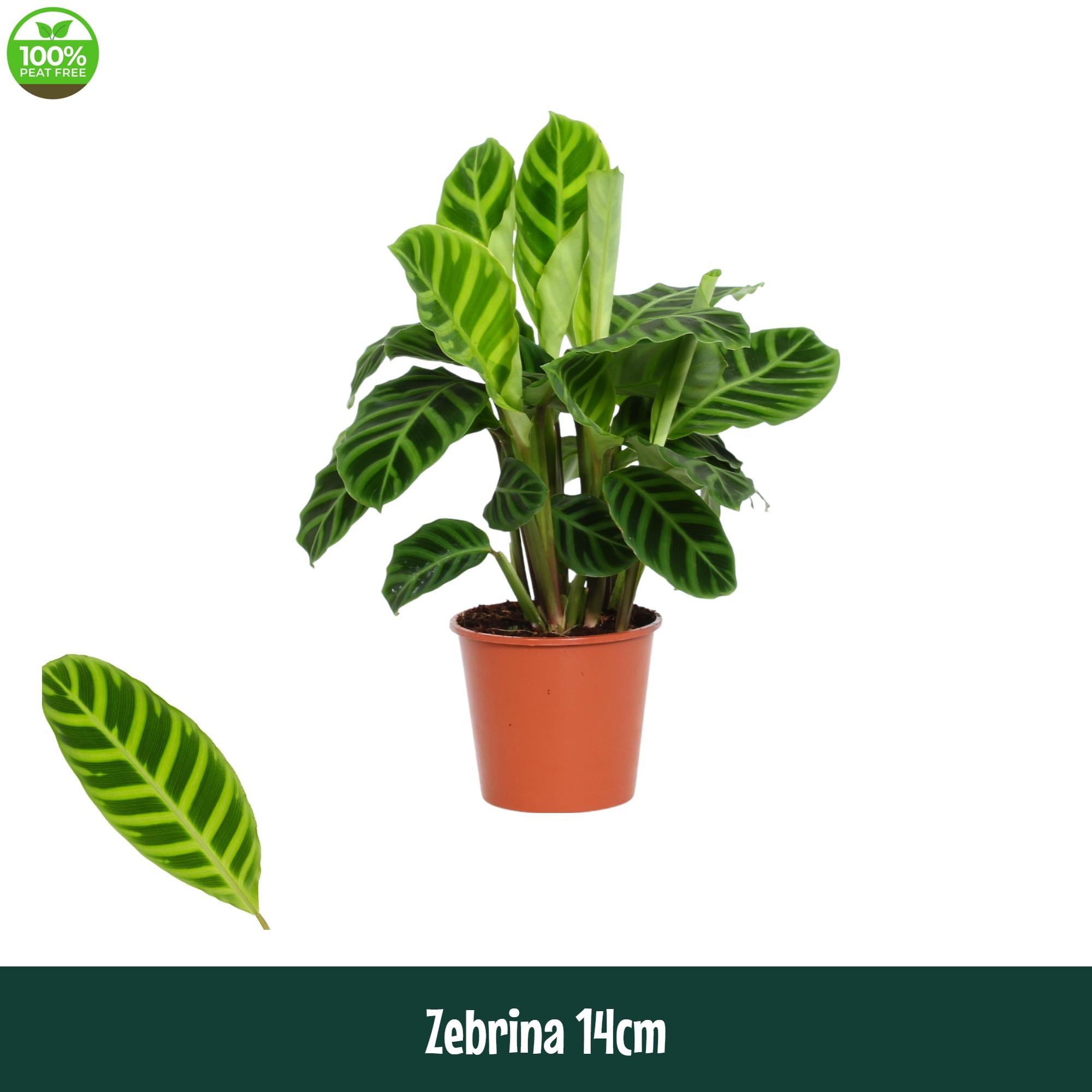 Горшечные цветы и растения оптом Calathea Zebrina A от 8шт из Голландии с доставкой по России