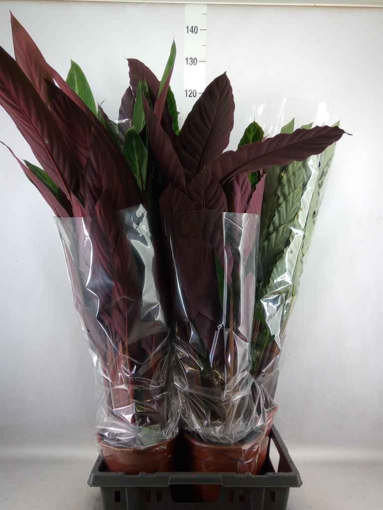 Горшечные цветы и растения оптом Calathea   ...mix от 4шт из Голландии с доставкой по России