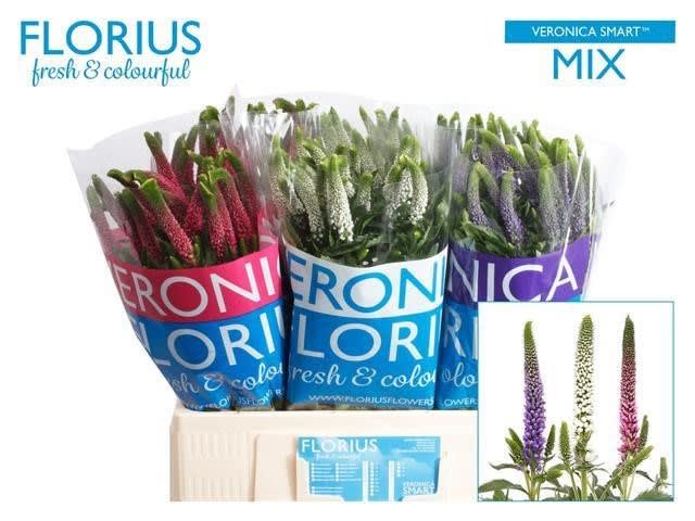 Срезанные цветы оптом Veronica mix in bucket от 150шт из Голландии с доставкой по России Срезанные цветы оптом Veronica mix in bucket от 150шт из Голландии с доставкой по России