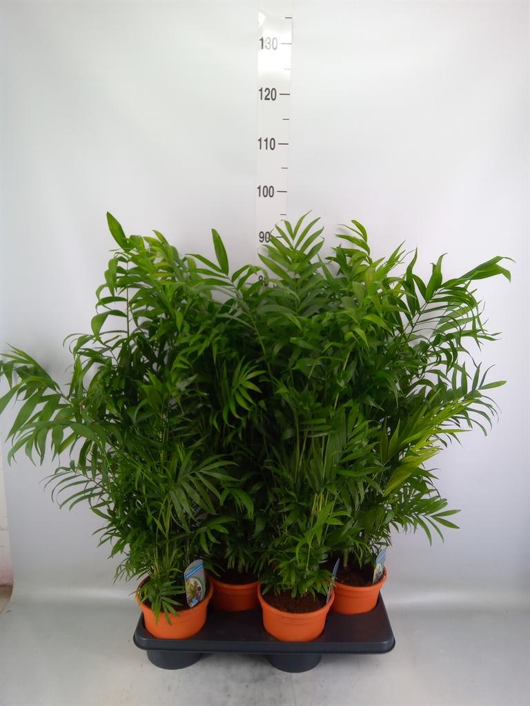 Горшечные цветы и растения оптом Chamaedorea Elegans от 4шт из Голландии с доставкой по России