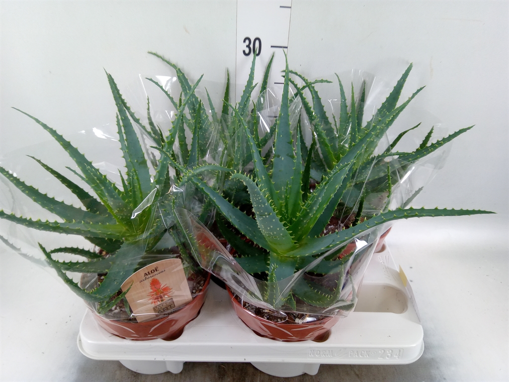 Горшечные цветы и растения оптом Aloe Arborescens от 4шт из Голландии с доставкой по России
