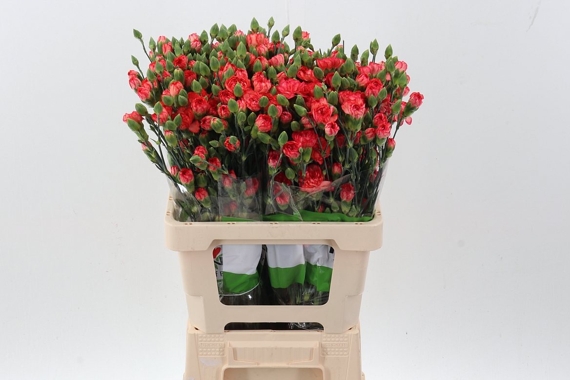 Срезанные цветы оптом Dianthus sp fire flame от 100шт из Голландии с доставкой по России