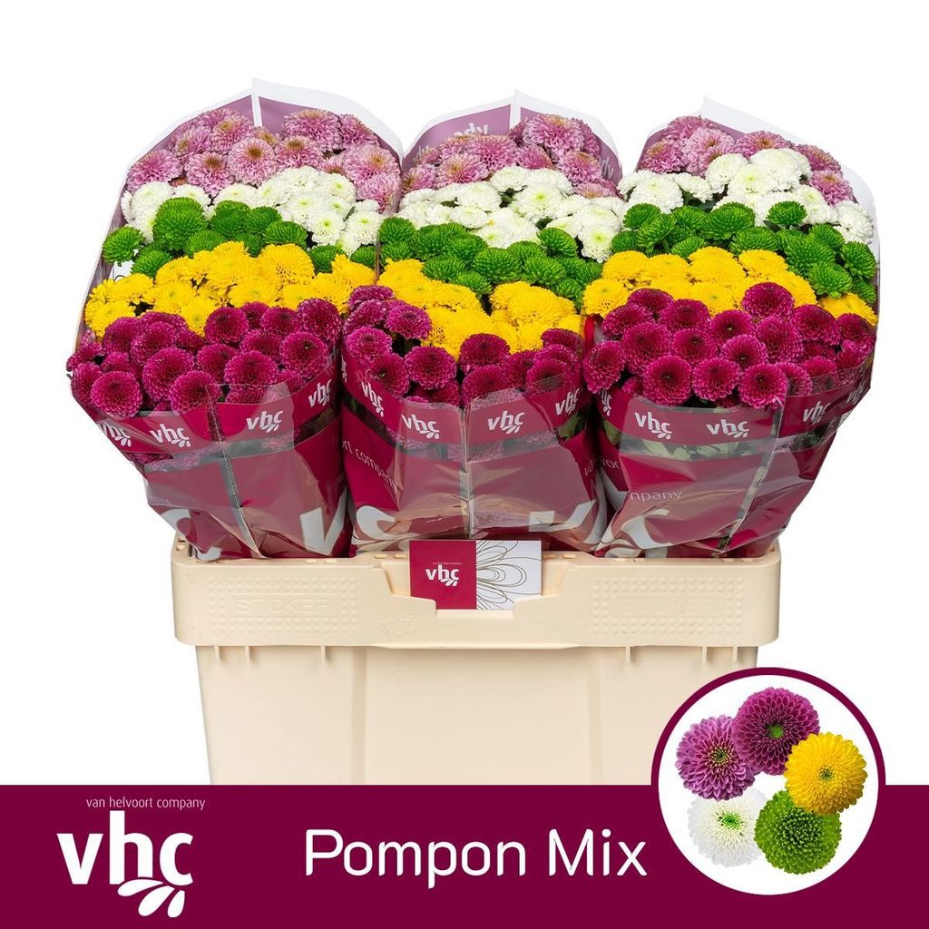 Срезанные цветы оптом Chrys sa mix pompon от 75шт из Голландии с доставкой по России
